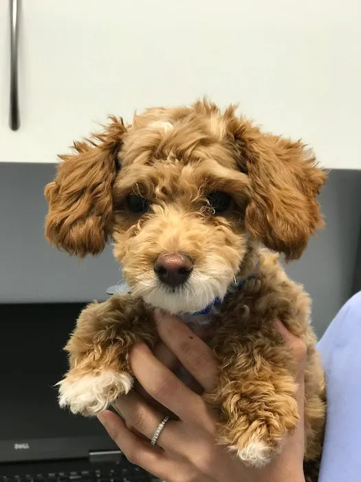 Veterinary Care Group - Little Neck 5