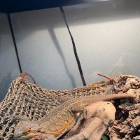 Long Island Bird & Exotics Veterinary Clinic ico
