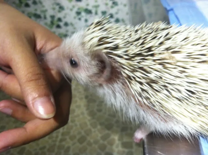 Long Island Bird & Exotics Veterinary Clinic 10