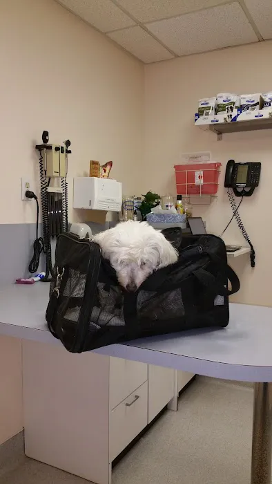 Bellerose Animal Hospital 4