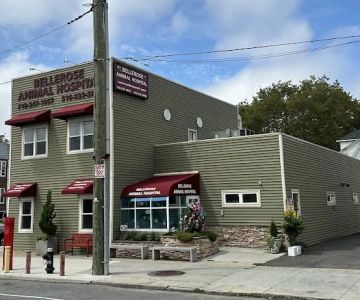 Bellerose Animal Hospital