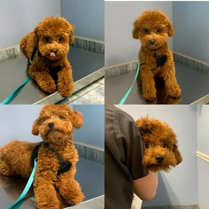 Veterinary Care Group - Glen Oaks 5