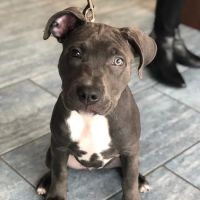 Veterinary Care Group - Glen Oaks ico