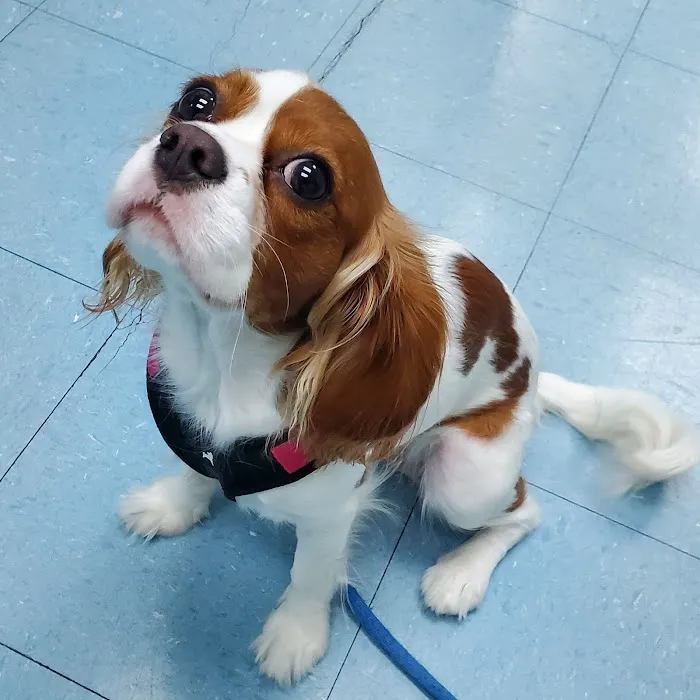 Veterinary Care Group - Glen Oaks 7