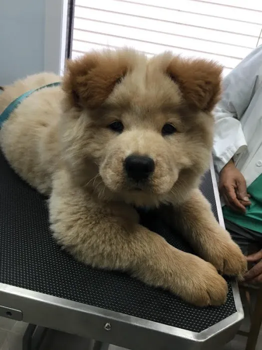 Richmond Hill Veterinary Care 7