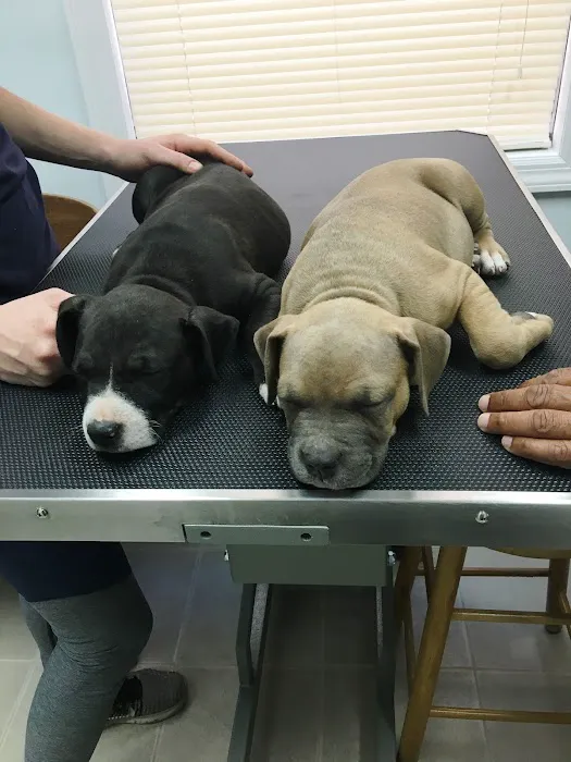 Richmond Hill Veterinary Care 8