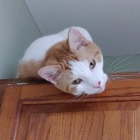 Richmond Hill Veterinary Care ico