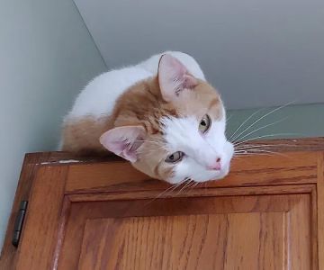 Richmond Hill Veterinary Care