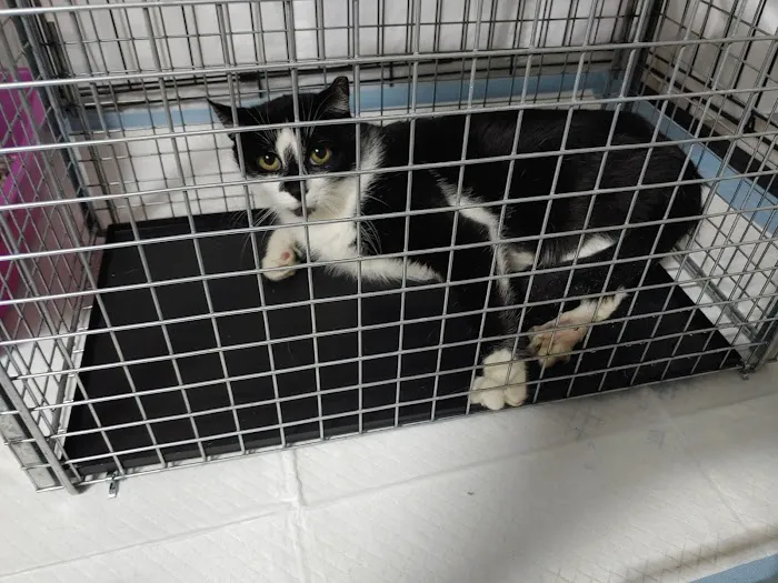 St Mina Animal Clinic 12