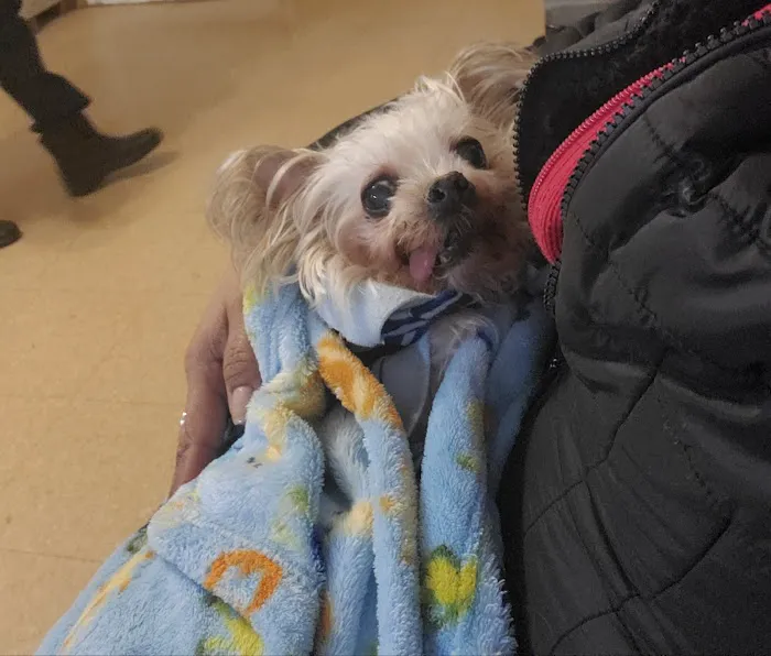Ozone Park Animal Clinic 9