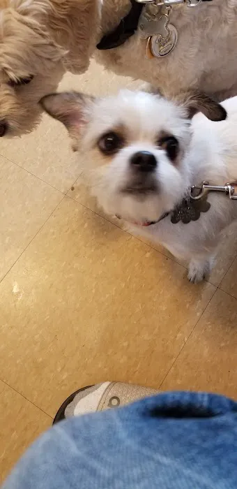 Ozone Park Animal Clinic 5