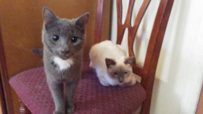 Ozone Park Animal Clinic 7