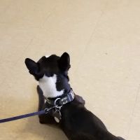 Ozone Park Animal Clinic ico