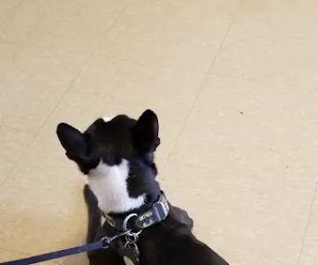 Ozone Park Animal Clinic