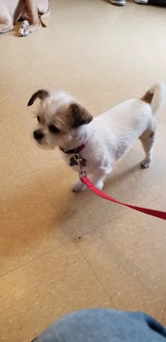 Ozone Park Animal Clinic 4