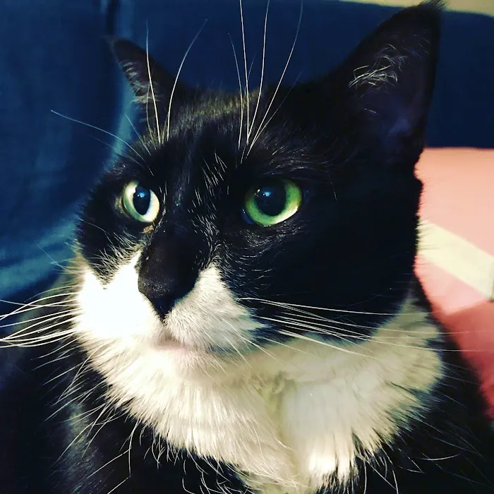 Forest Hills Cat Hospital 3