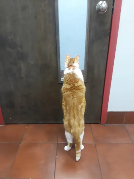 Forest Hills Cat Hospital 9