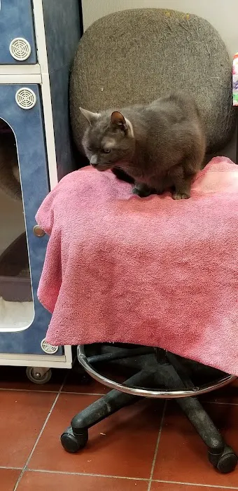 Forest Hills Cat Hospital 6