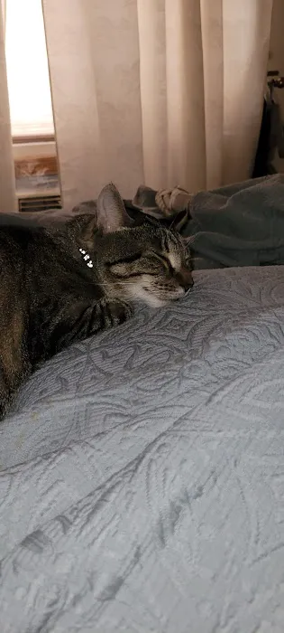 Forest Hills Cat Hospital 5