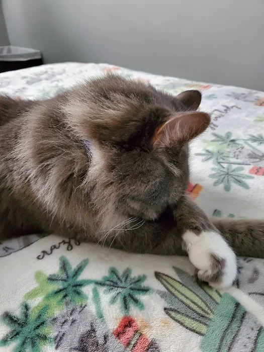 Forest Hills Cat Hospital 7