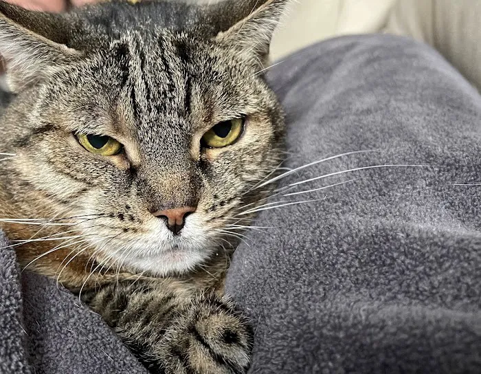 Juniper Valley Animal Hospital 1