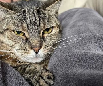 Juniper Valley Animal Hospital