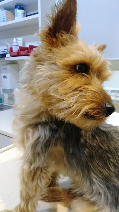Elmhurst Animal Hospital 3