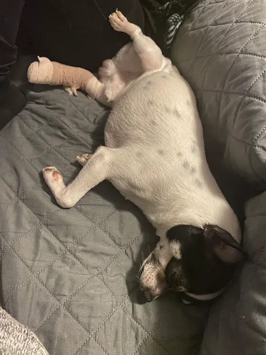 Elmhurst Animal Hospital 6