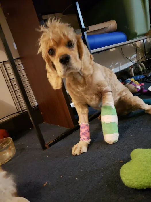 Elmhurst Animal Hospital 7