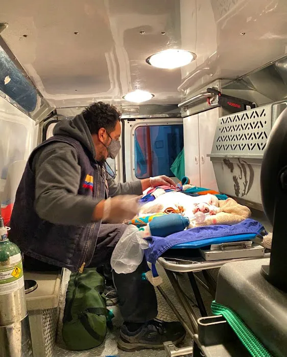 AmbuVet Pet Ambulance 7