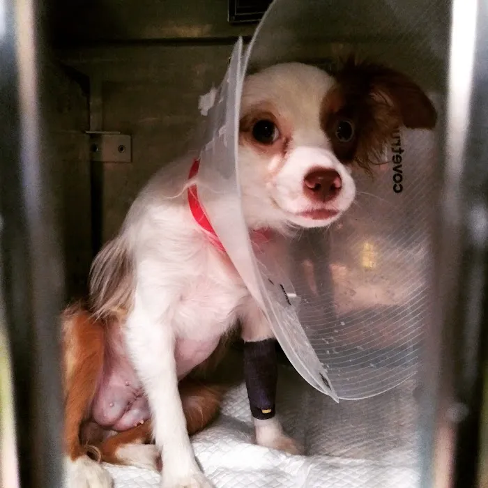 AmbuVet Pet Ambulance 9