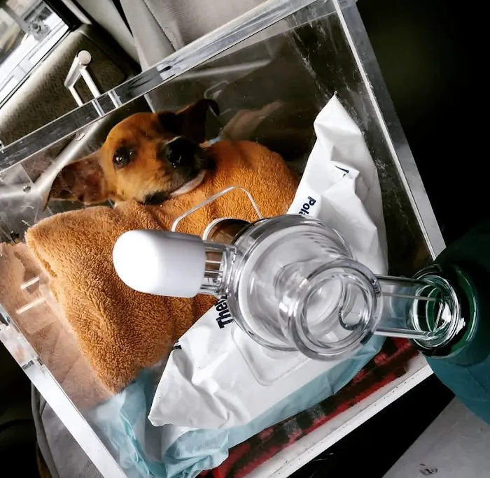 AmbuVet Pet Ambulance 1