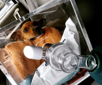 AmbuVet Pet Ambulance