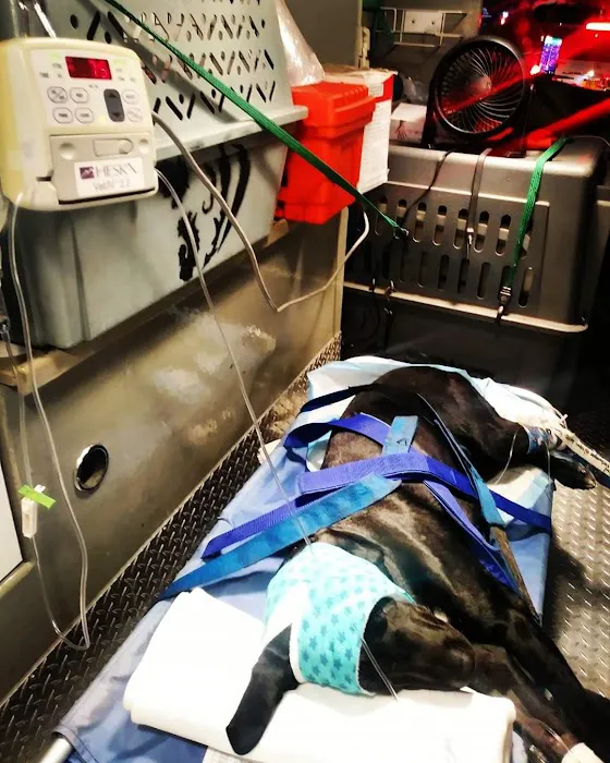 AmbuVet Pet Ambulance 6