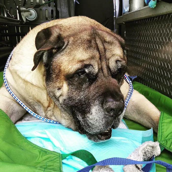 AmbuVet Pet Ambulance 10