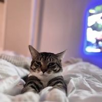 Maspeth Animal Hospital ico