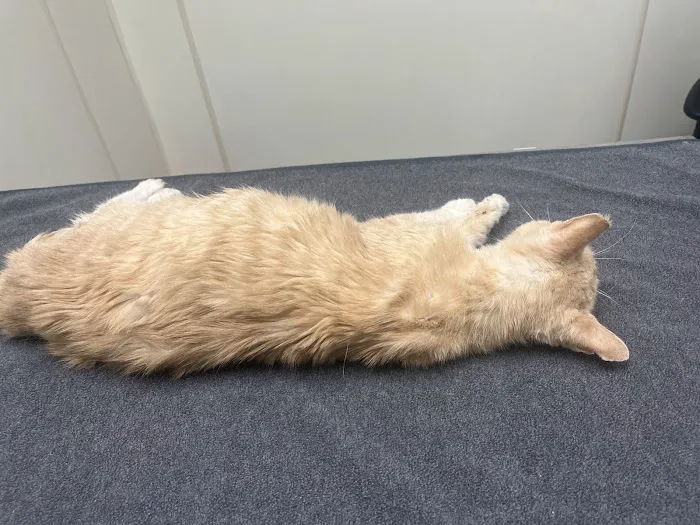 Heights Animal Hospital 12