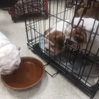 Heights Animal Hospital ico