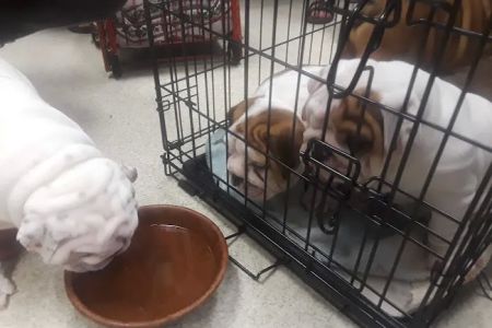 Heights Animal Hospital