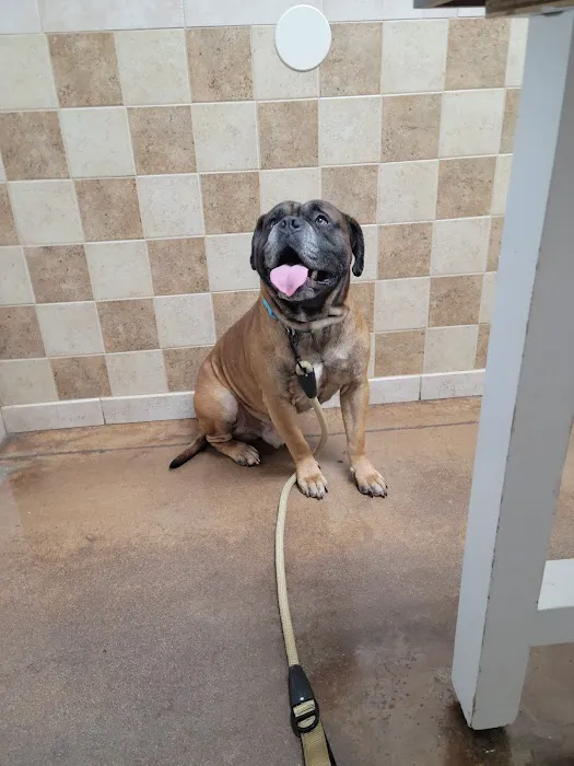 VCA Blue Ridge Animal Hospital 2