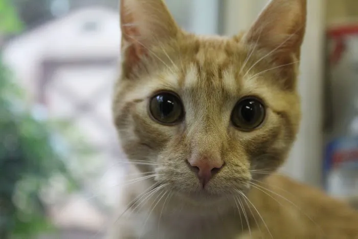VCA Blue Ridge Animal Hospital 3