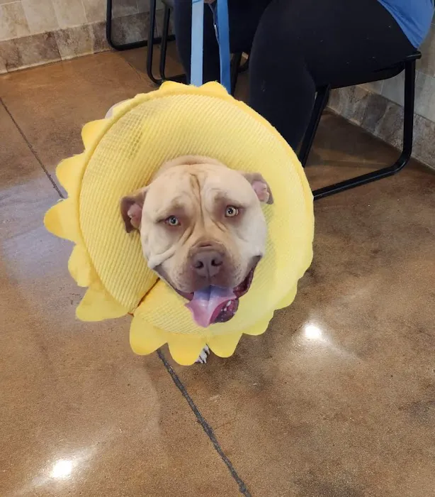 VCA Blue Ridge Animal Hospital 10