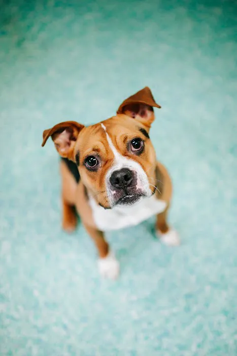 Twin Oaks Veterinary Clinic 9