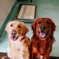 Twin Oaks Veterinary Clinic ico