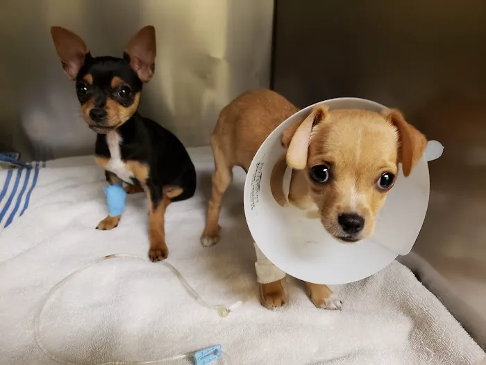 West Spartan Animal Hospital 12