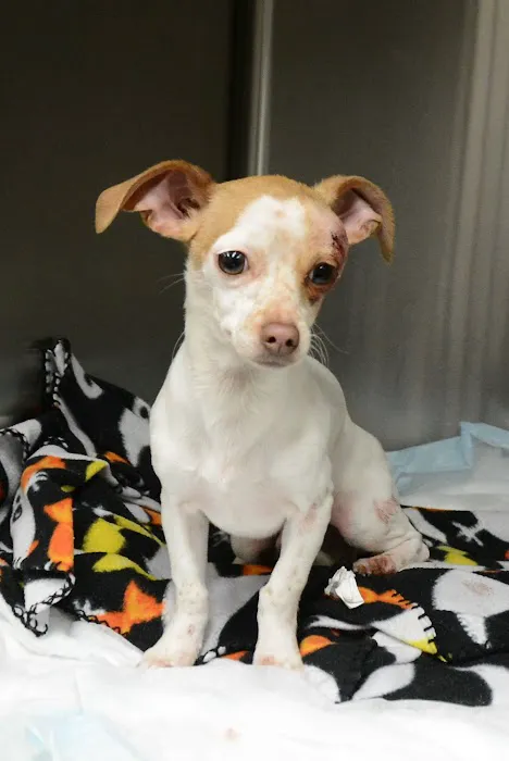 Horn Lake Animal Hospital and Urgent Care 5