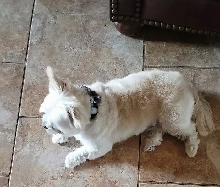 Horn Lake Animal Hospital and Urgent Care 7