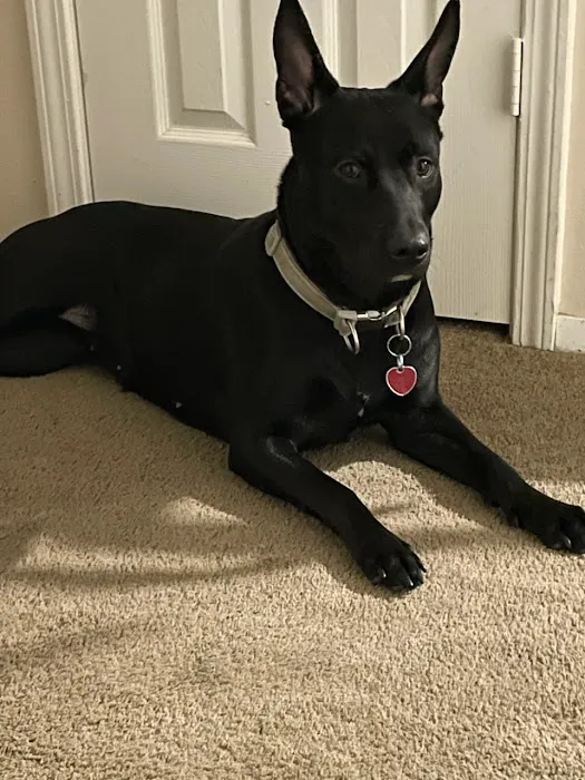 Horn Lake Animal Hospital and Urgent Care 8