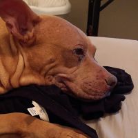 Piperton Pet Hospital ico