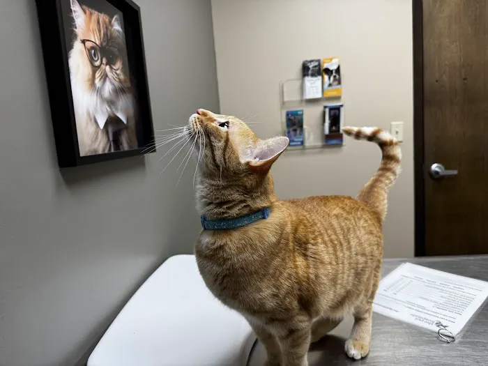 The Pet Hospitals Poplar at Massey 12